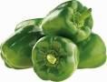 Paprika zeleninová zelená