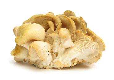 Hliva ustricová bal. 300g